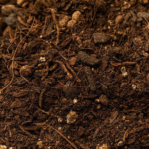 MINERAL JUICE CLEANS(青汁 × LPS)